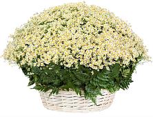 Цветочная композиция из Ромашки в корзине #REPLACE_PRED# Теплой Горе